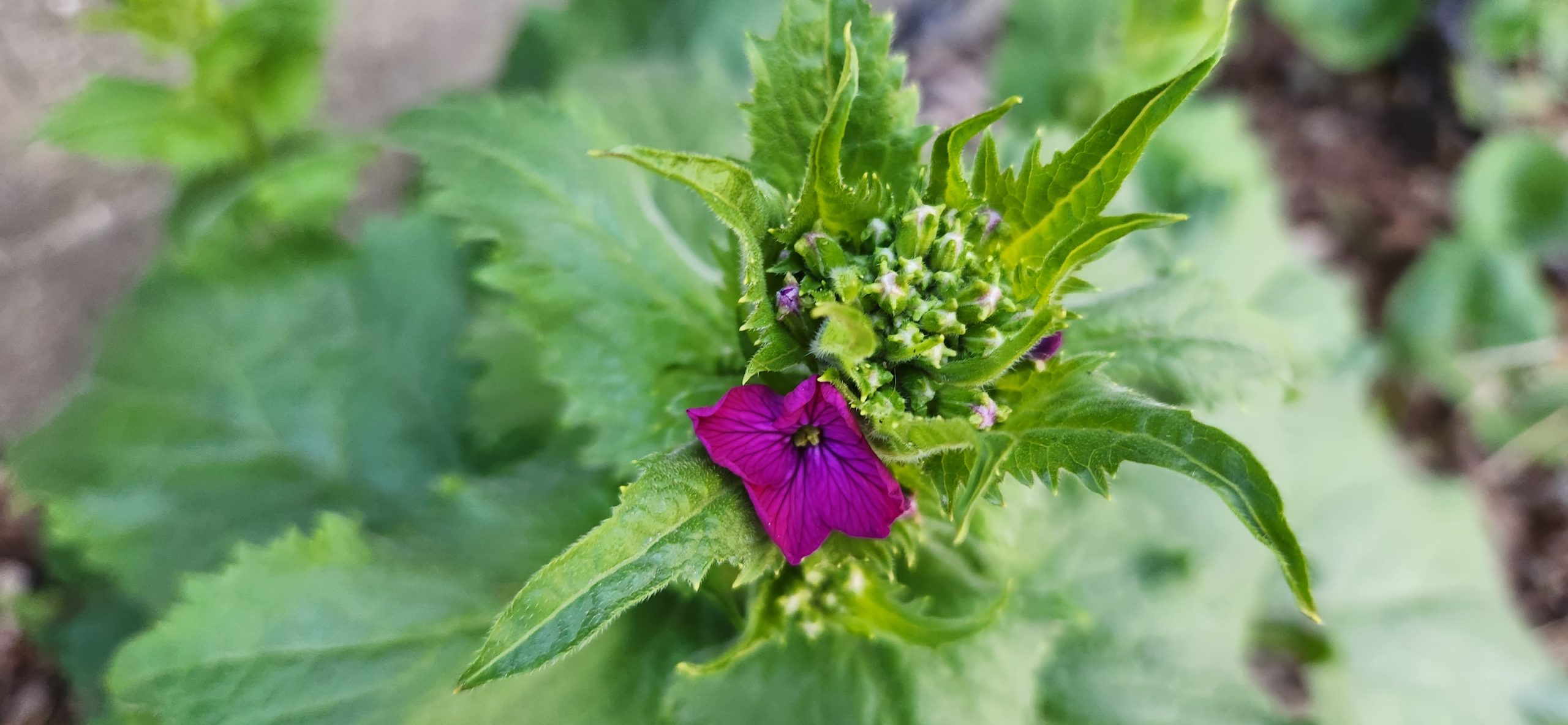 Eating the Plants We Love to Hate: Foraging and Cooking at Cartier Park