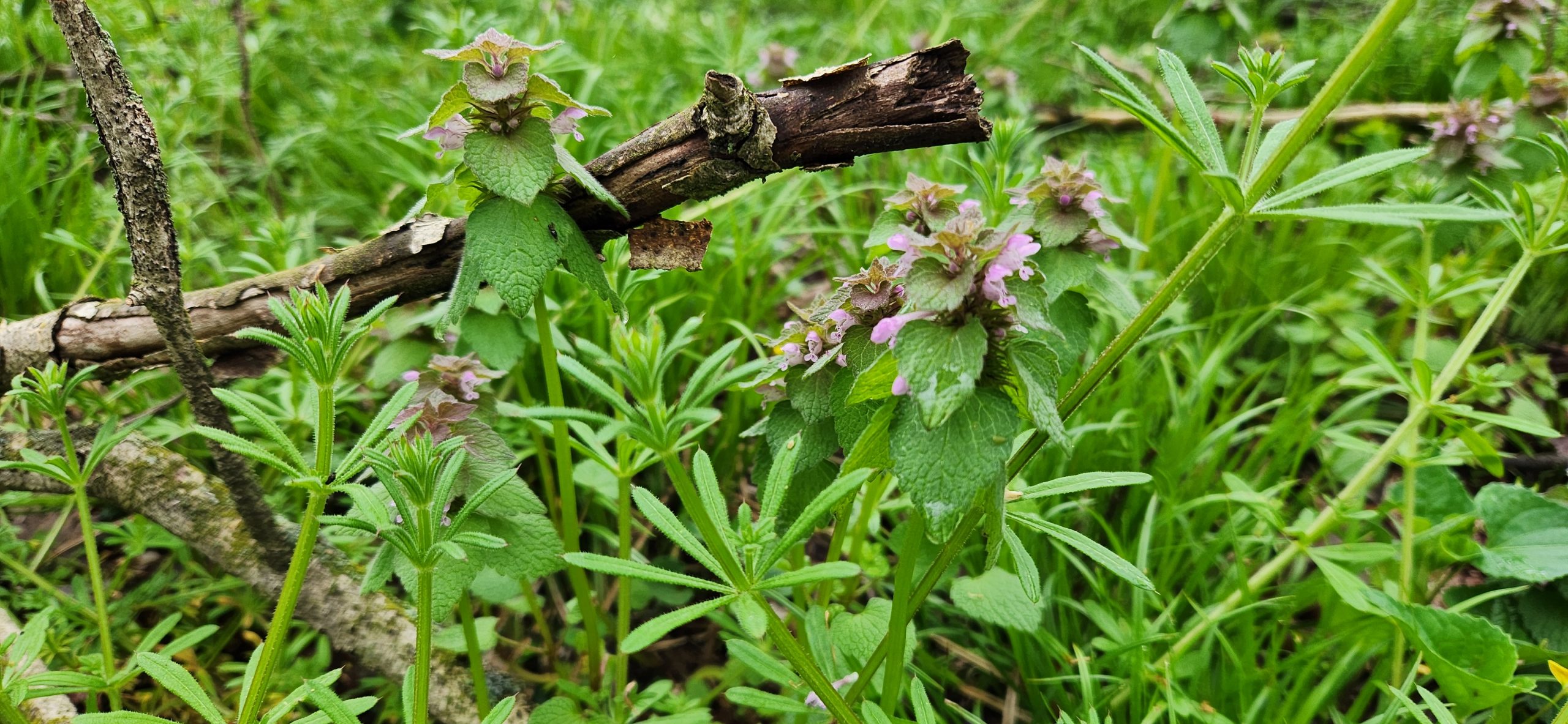 Eating the Plants We Love to Hate