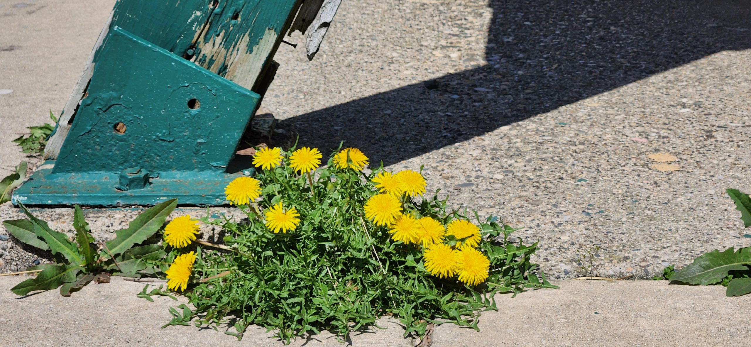Spring Foraging: How to ID, Harvest, and Eat the Weeds Around You