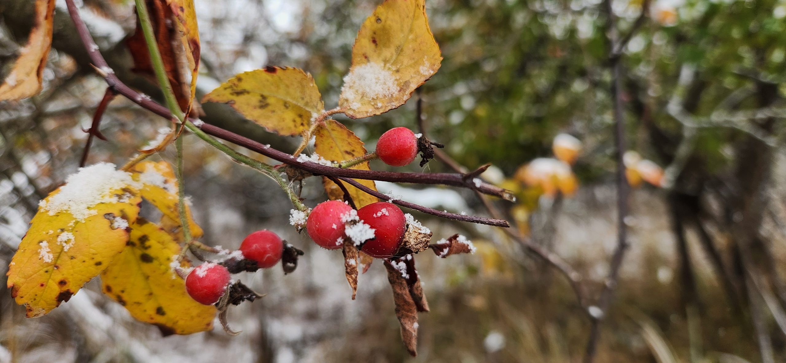 Winter’s Wild Brew: Foraging Herbs for Tea at Carl Creek Crossing Nature Preserve
